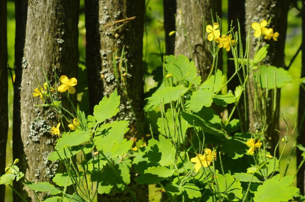 celandine folk remedies for warts
