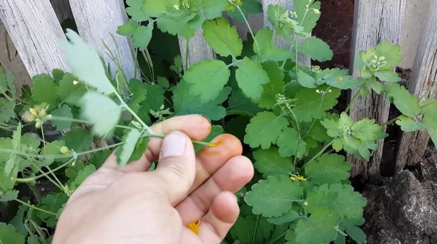 celandine herb juice to eliminate papillomas